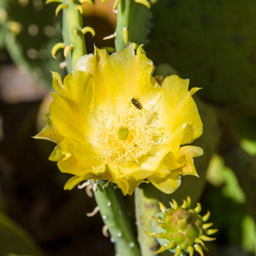 Opuntia cacanapa Ellisiana - Cactus raquette