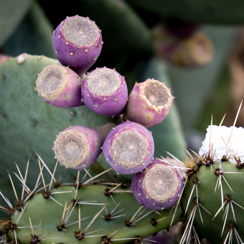 Opuntia cacanapa Ellisiana - Cactus raquette