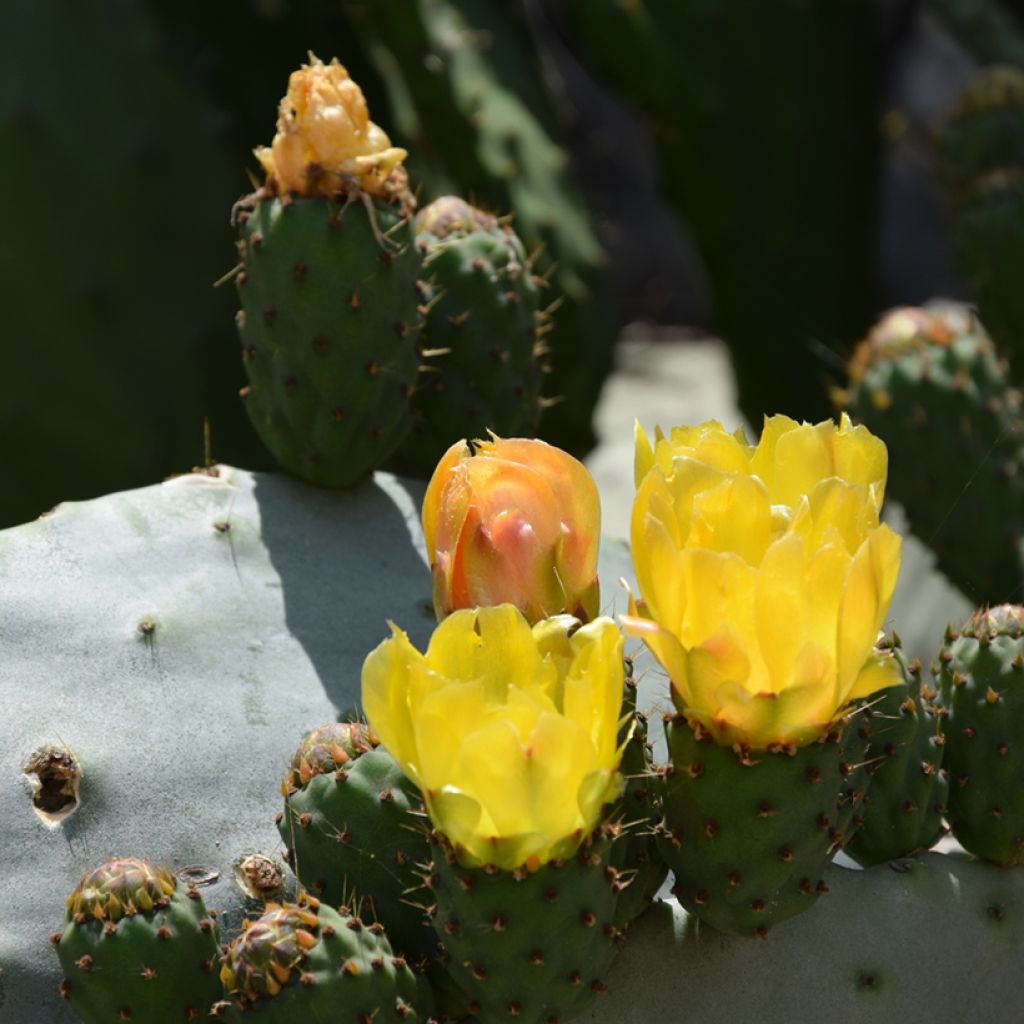 Opuntia compressa Millevaches - Oponce de l'Est.