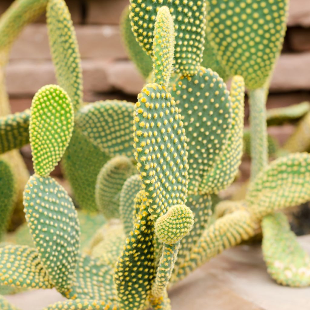 Opuntia rufida - Cactus raquette