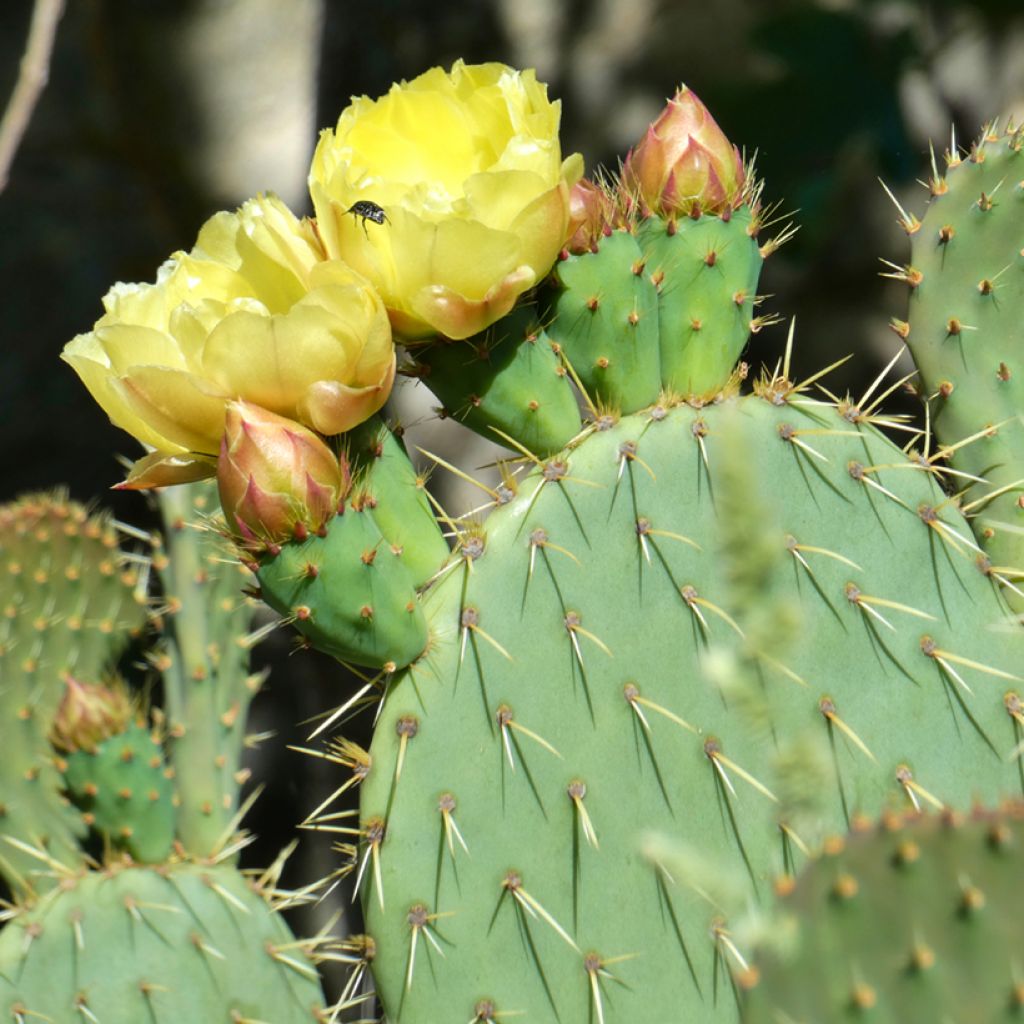 Opuntia scheeri - Cactus raquette