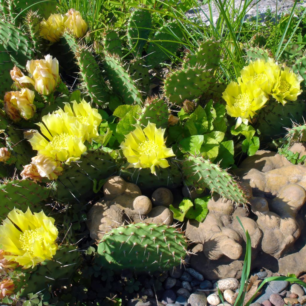 Opuntia semispinosa - Cactus raquette