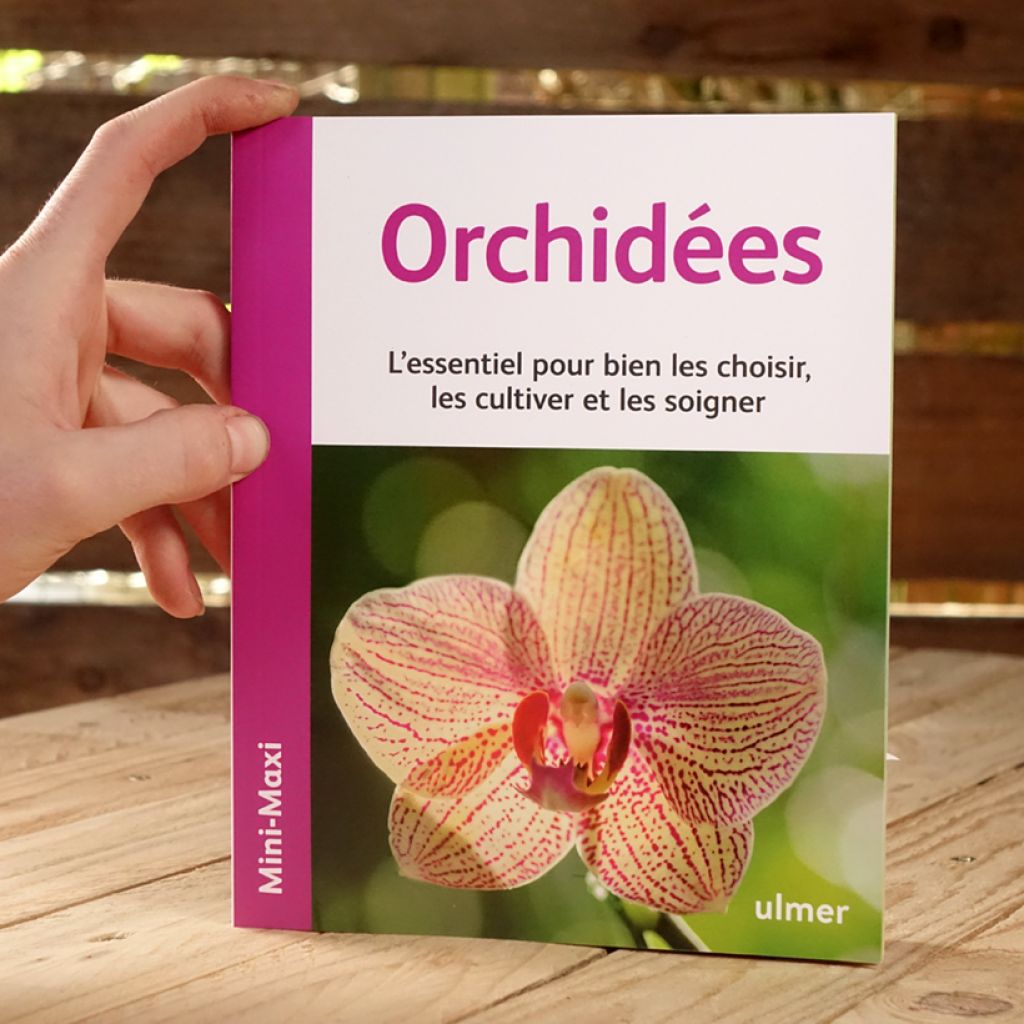 Orchidées - Mini Maxi