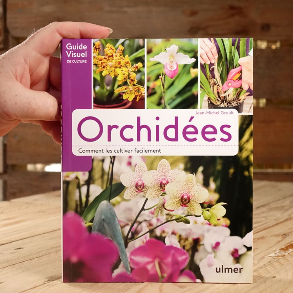 Orchidées - Comment les cultiver facilement