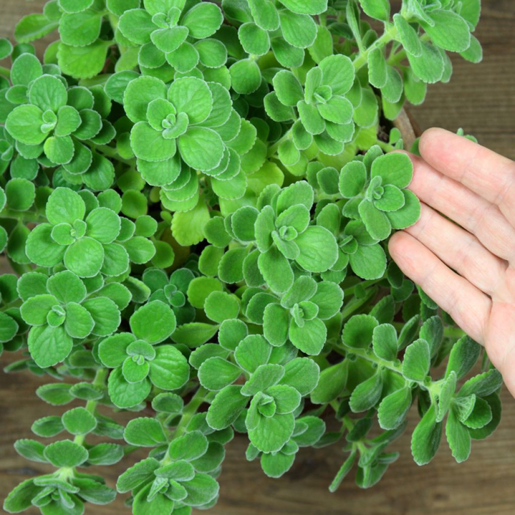 Origan cubain - Plectranthus amboinicus