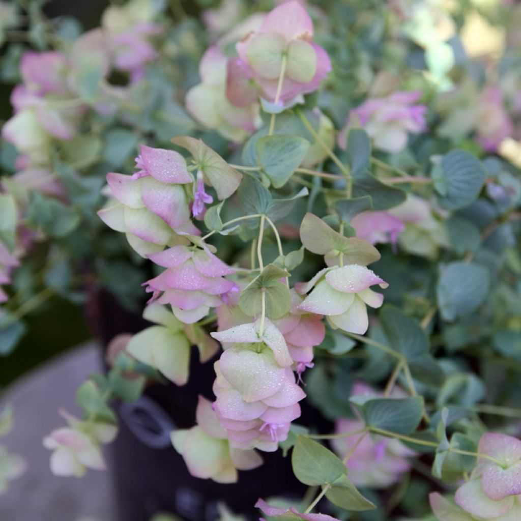 Origanum rotundifolium Kent Beauty - Origan, Marjolaine