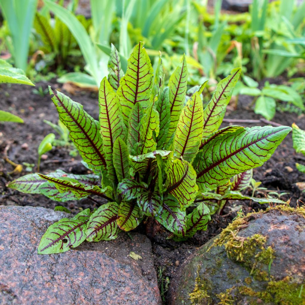 Oseille sanguine - Rumex sanguineus