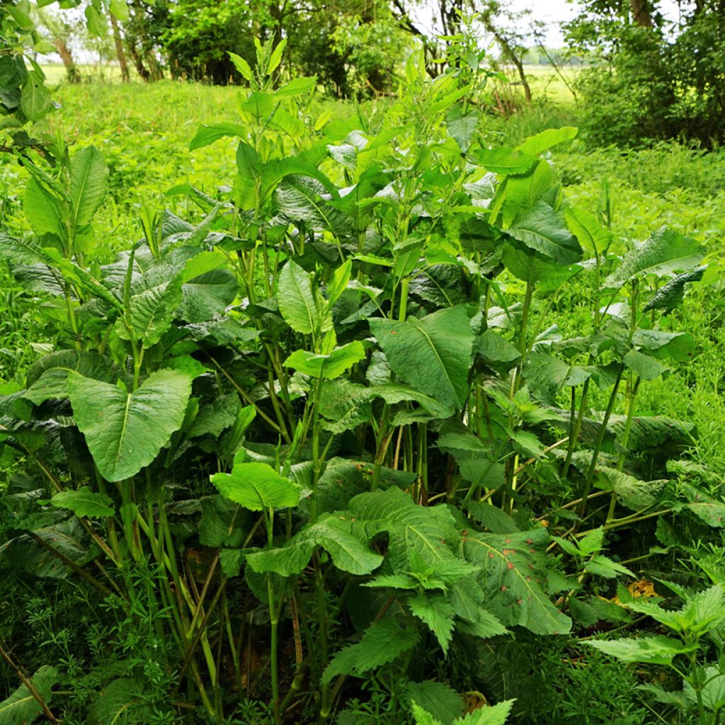 Oseille sauvage - Rumex acetosa - graines