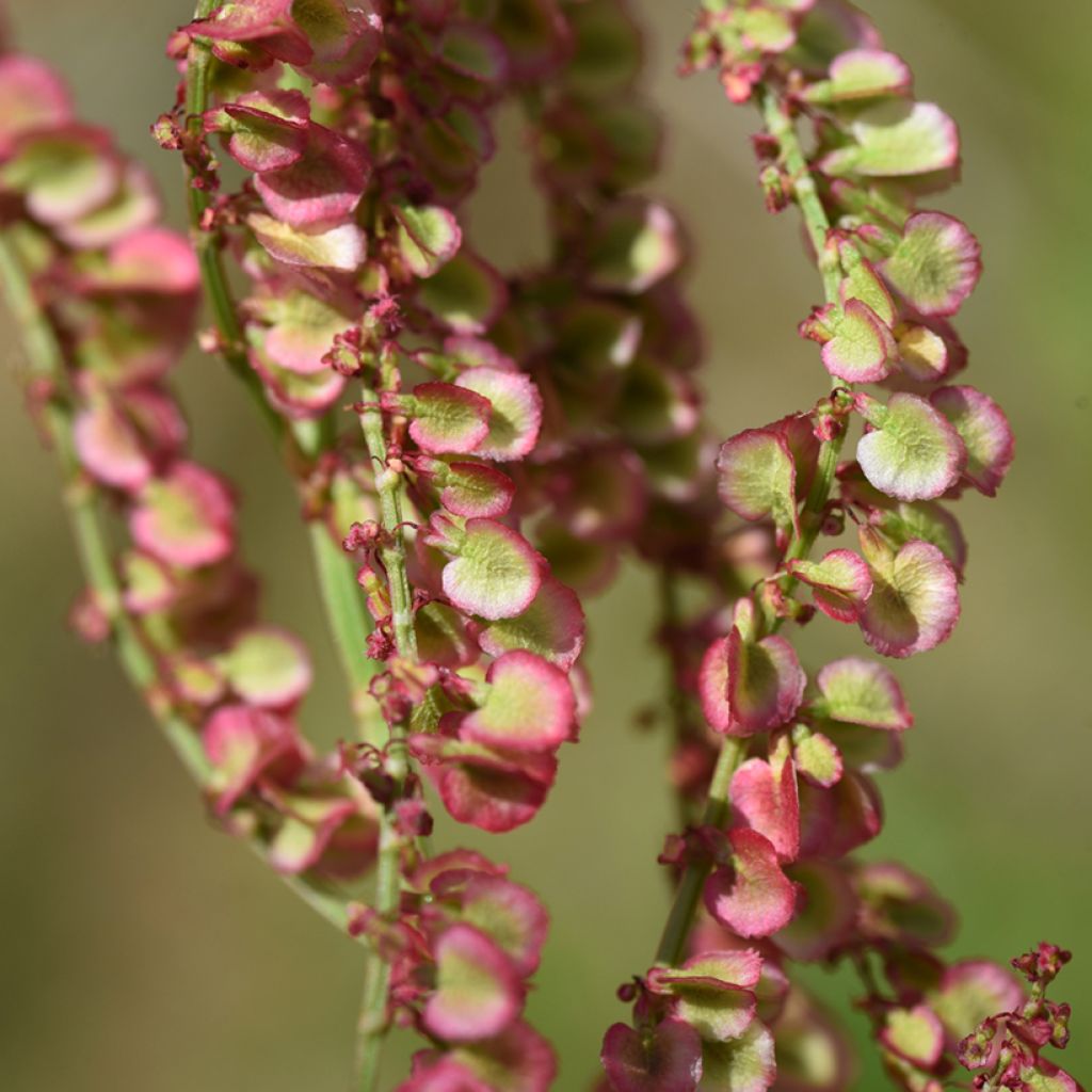 Oseille sauvage - Rumex acetosa - graines