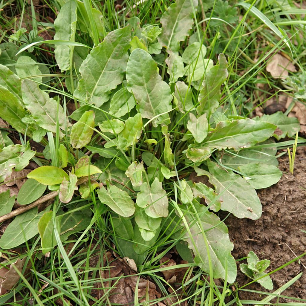 Oseille sauvage - Rumex acetosa - graines