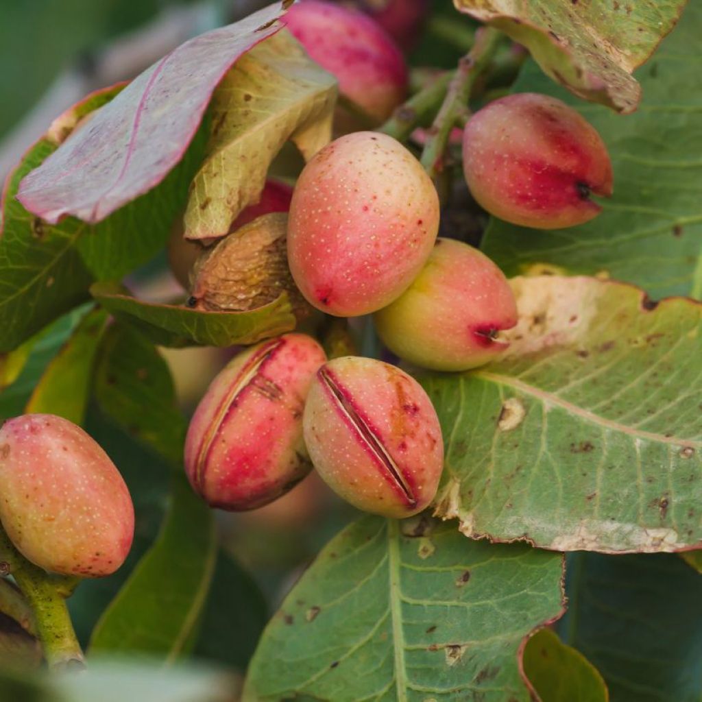 Pistachier femelle Kerman - Pistacia vera 