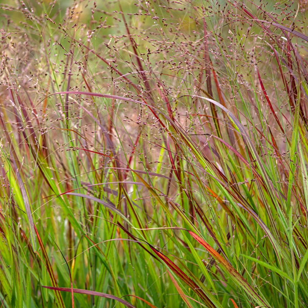 Panic érigé - Panicum virgatum Shenandoah