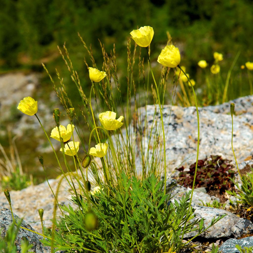 Pavot des Alpes - Papaver alpinum