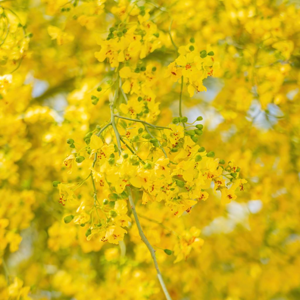 Parkinsonia - Cercidium floridum
