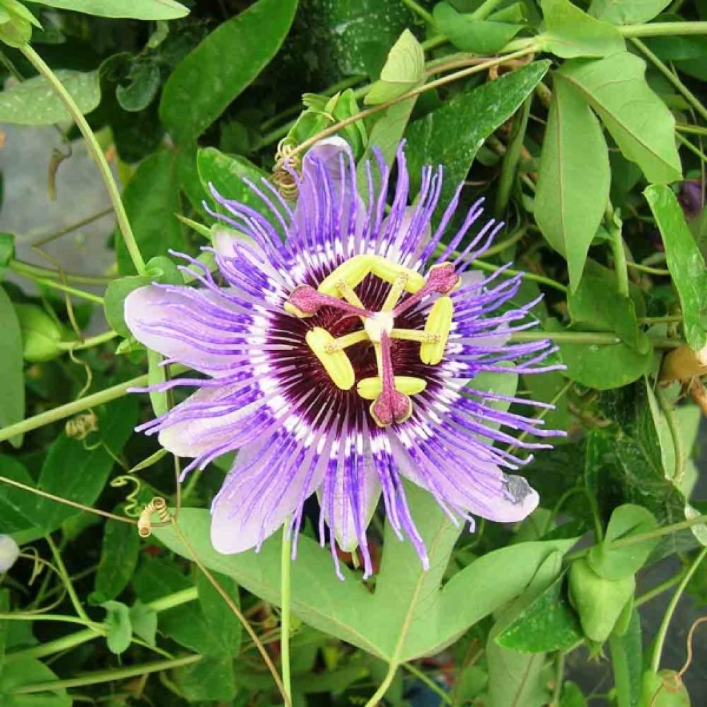 Fleur de la Passion - Passiflore violette - Passiflora Purple Haze