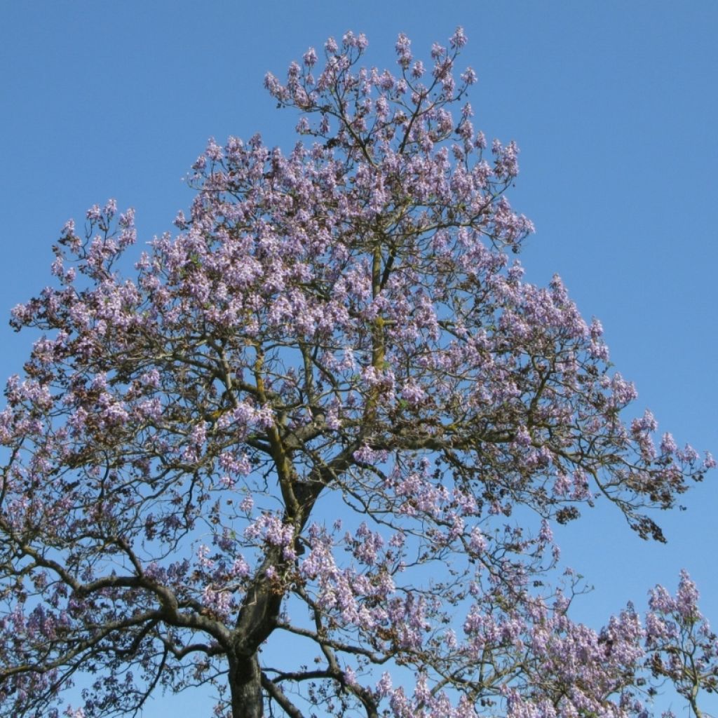 Graines de Paulownia tomentosa - Arbre impérial