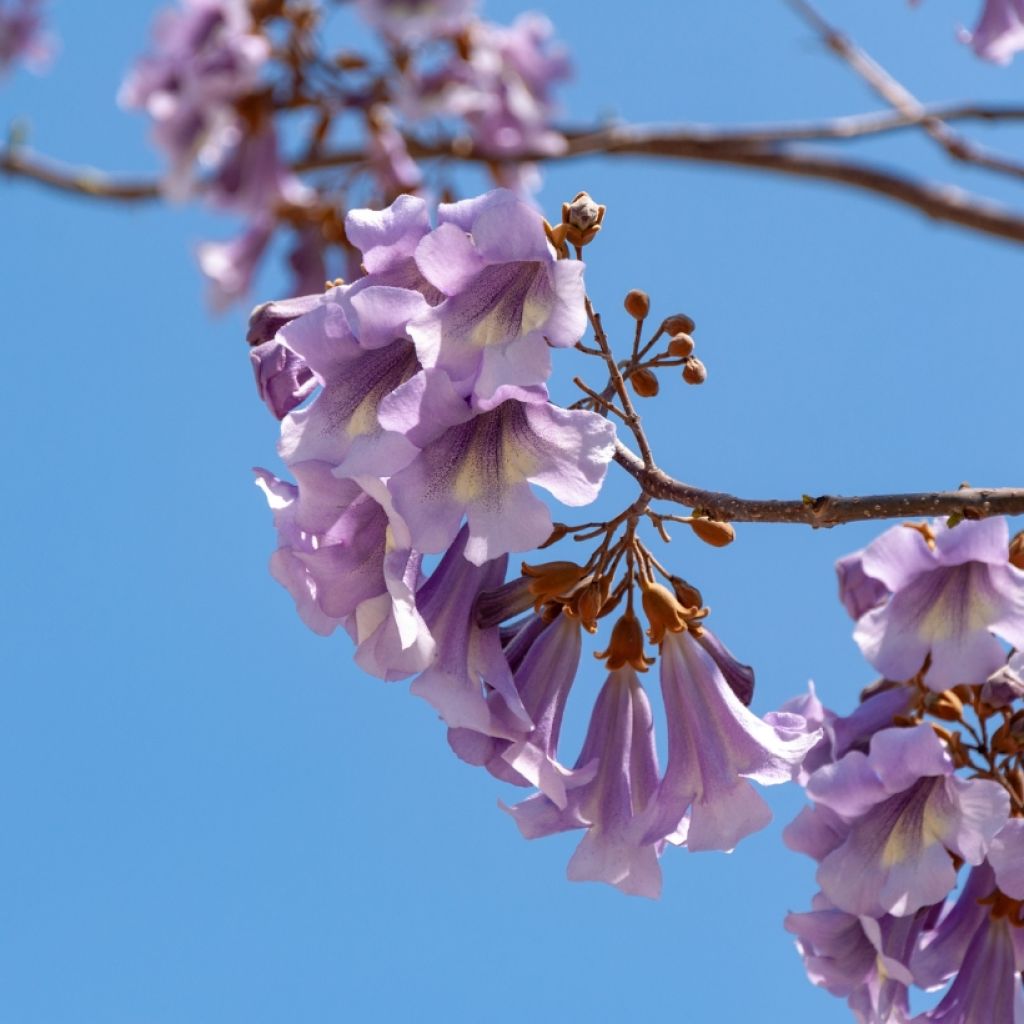 Graines de Paulownia tomentosa - Arbre impérial