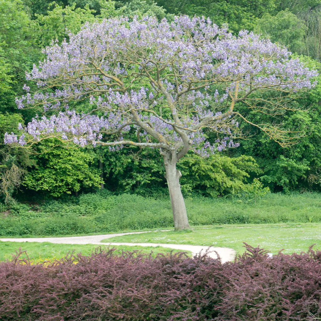 Paulownia : un arbre majestueux