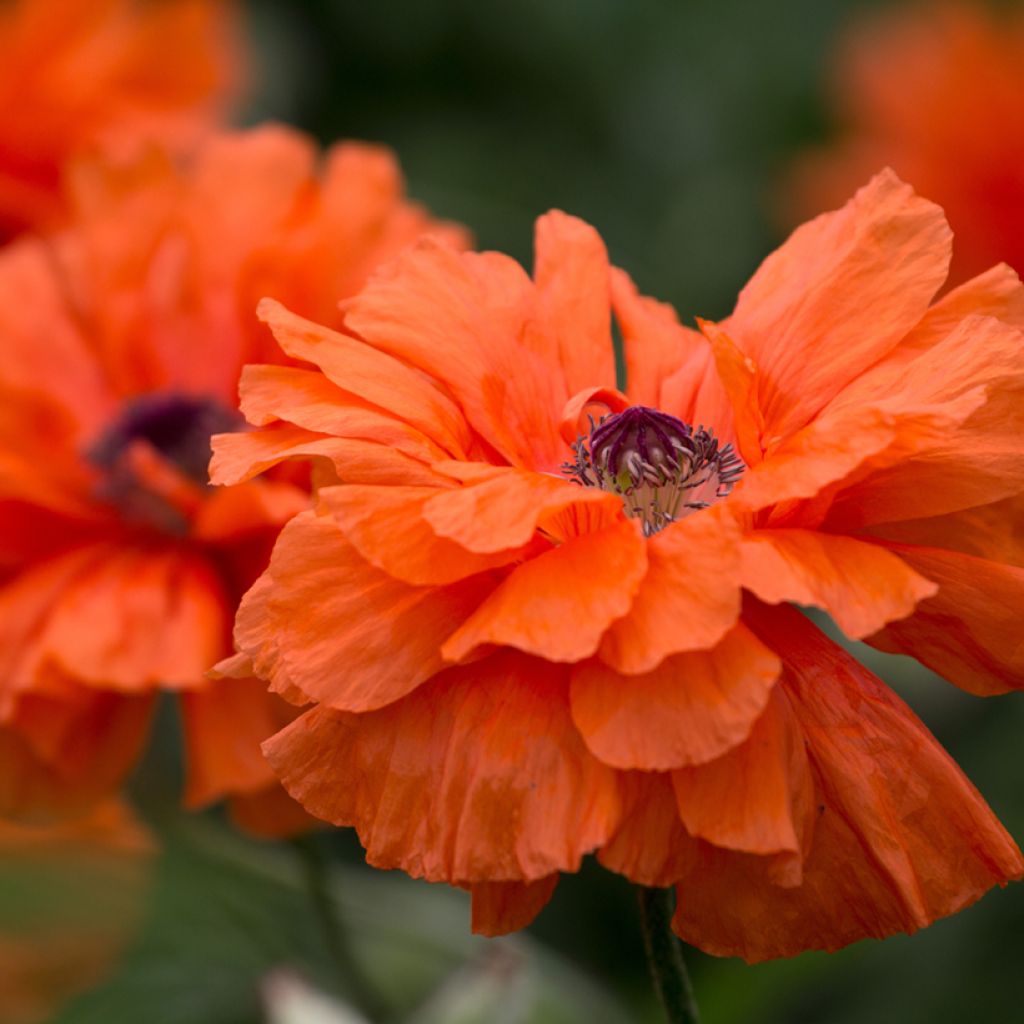 Pavot d'Orient May Queen - Papaver orientale