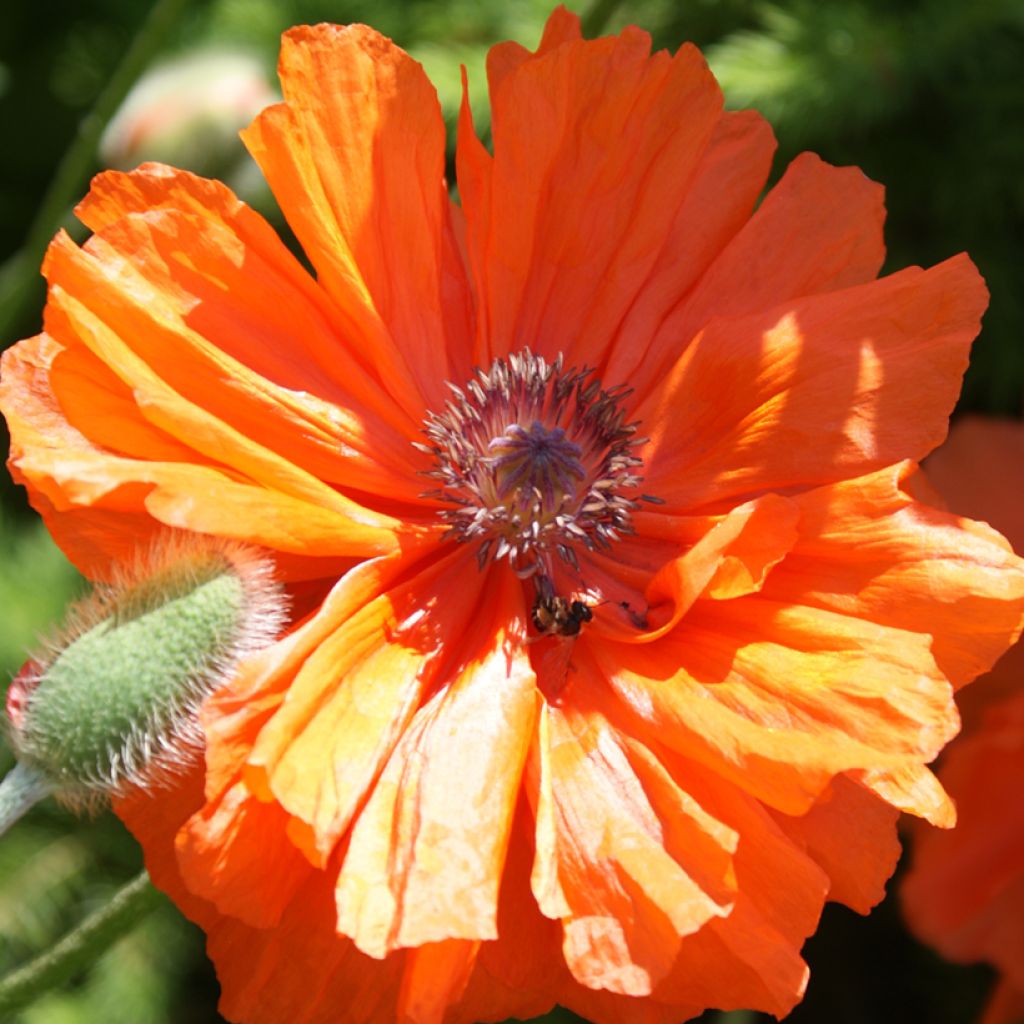 Pavot d'Orient May Queen - Papaver orientale