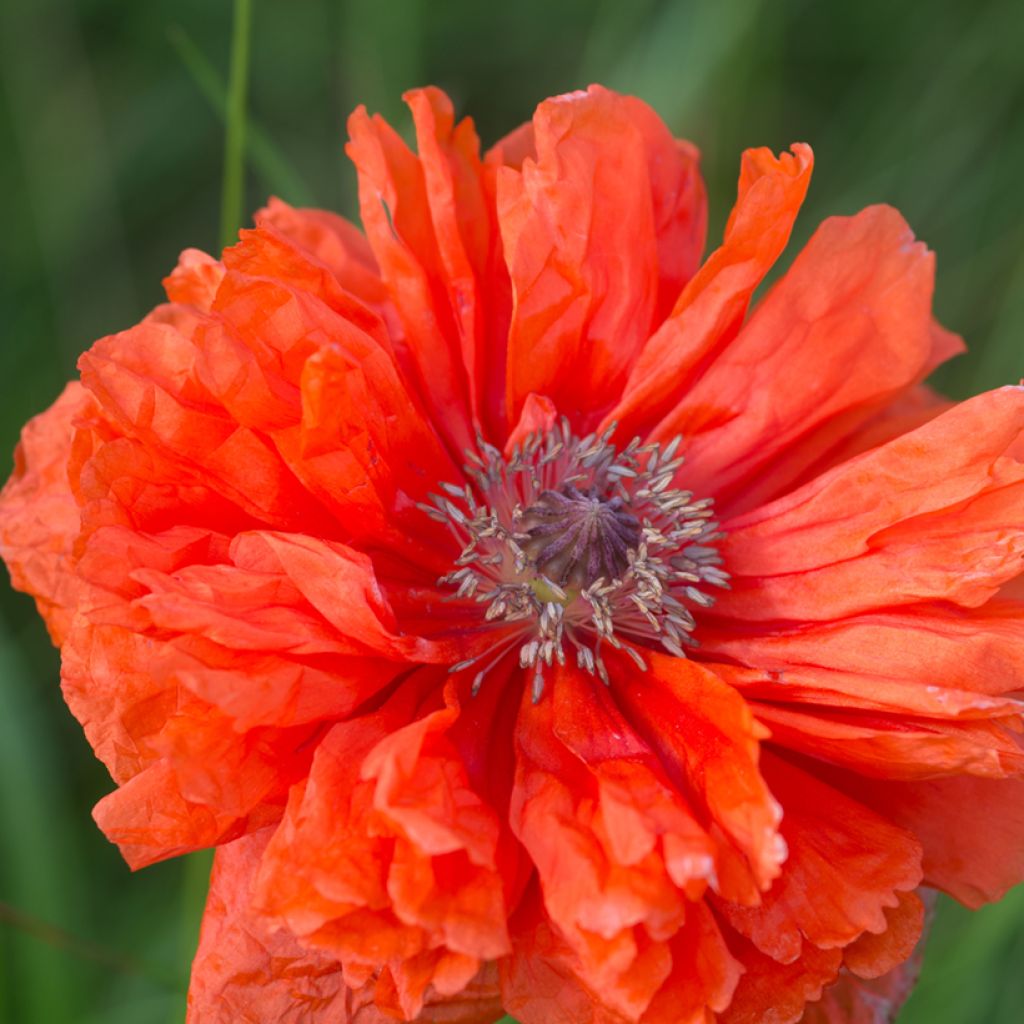 Pavot d'Orient May Queen - Papaver orientale