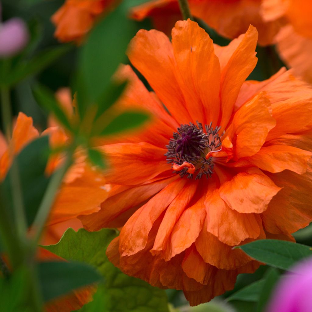 Pavot d'Orient May Queen - Papaver orientale