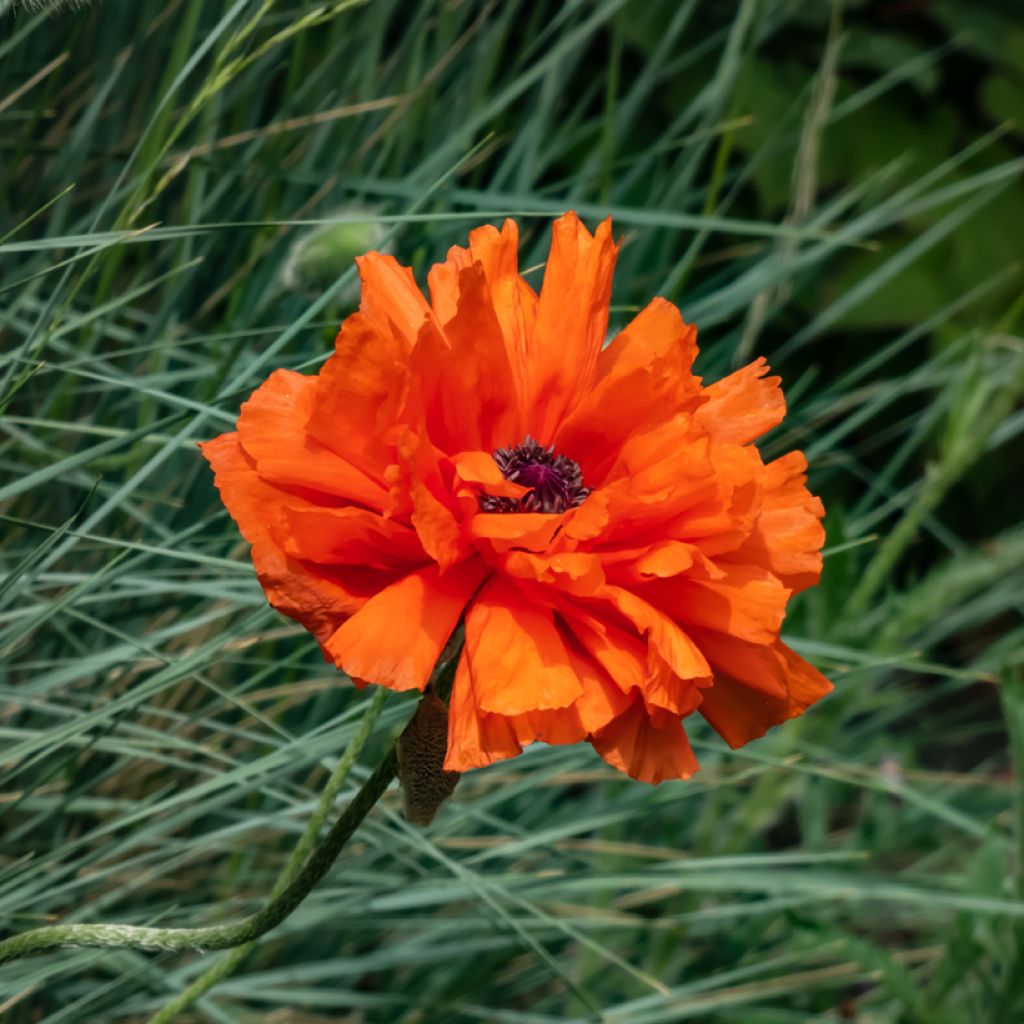 Pavot d'Orient May Queen - Papaver orientale