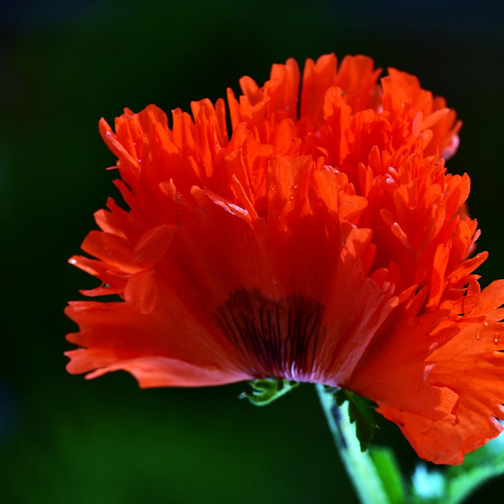 Pavot d'Orient Türkenlouis - Papaver orientale