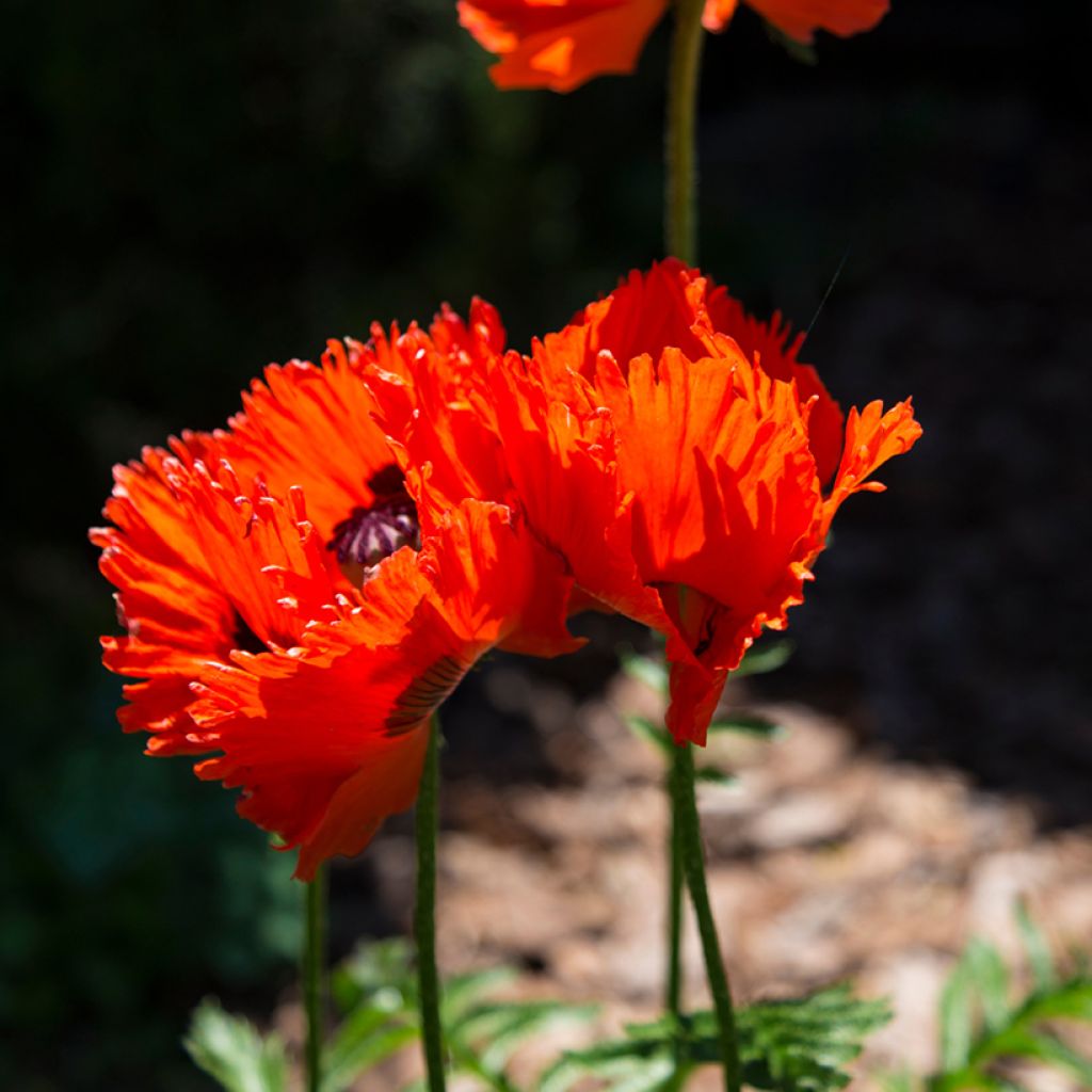 Pavot d'Orient Türkenlouis - Papaver orientale