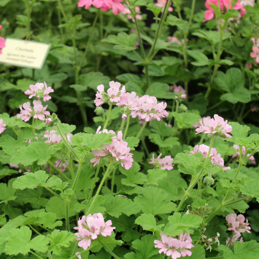 Pelargonium - Géranium parfumé Attar of Roses en pot