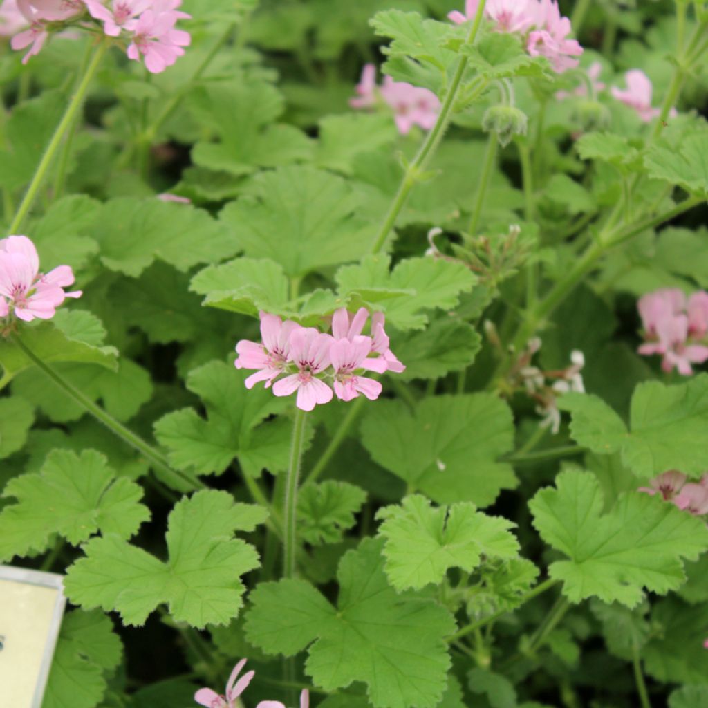 Pelargonium - Géranium parfumé Attar of Roses en pot