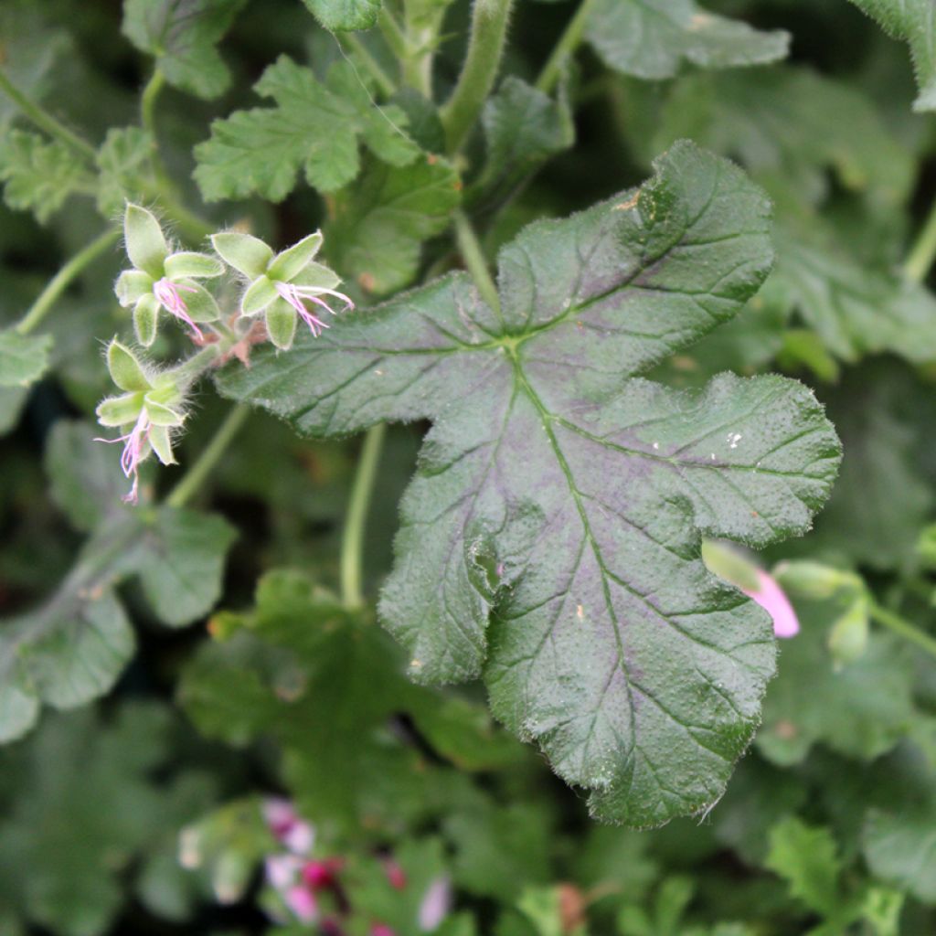 Pélargonium odorant quercifolium - Pélargonium à feuilles de chêne