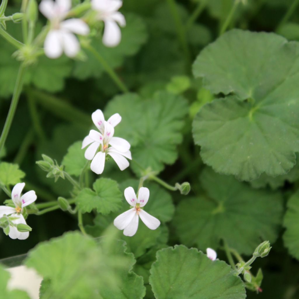 Pelargonium odoratissimum - Géranium botanique parfum pomme