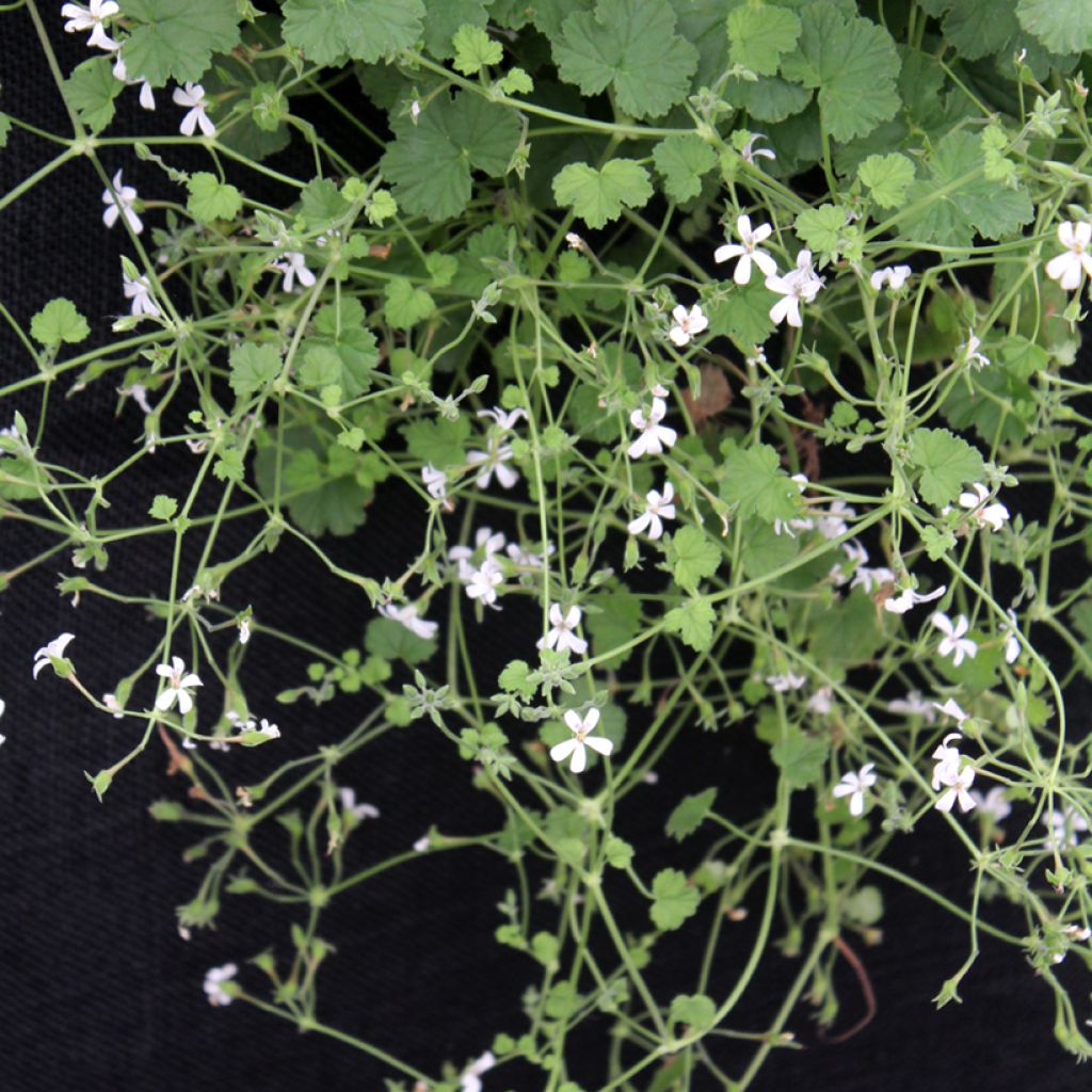 Pelargonium odoratissimum - Géranium botanique parfum pomme