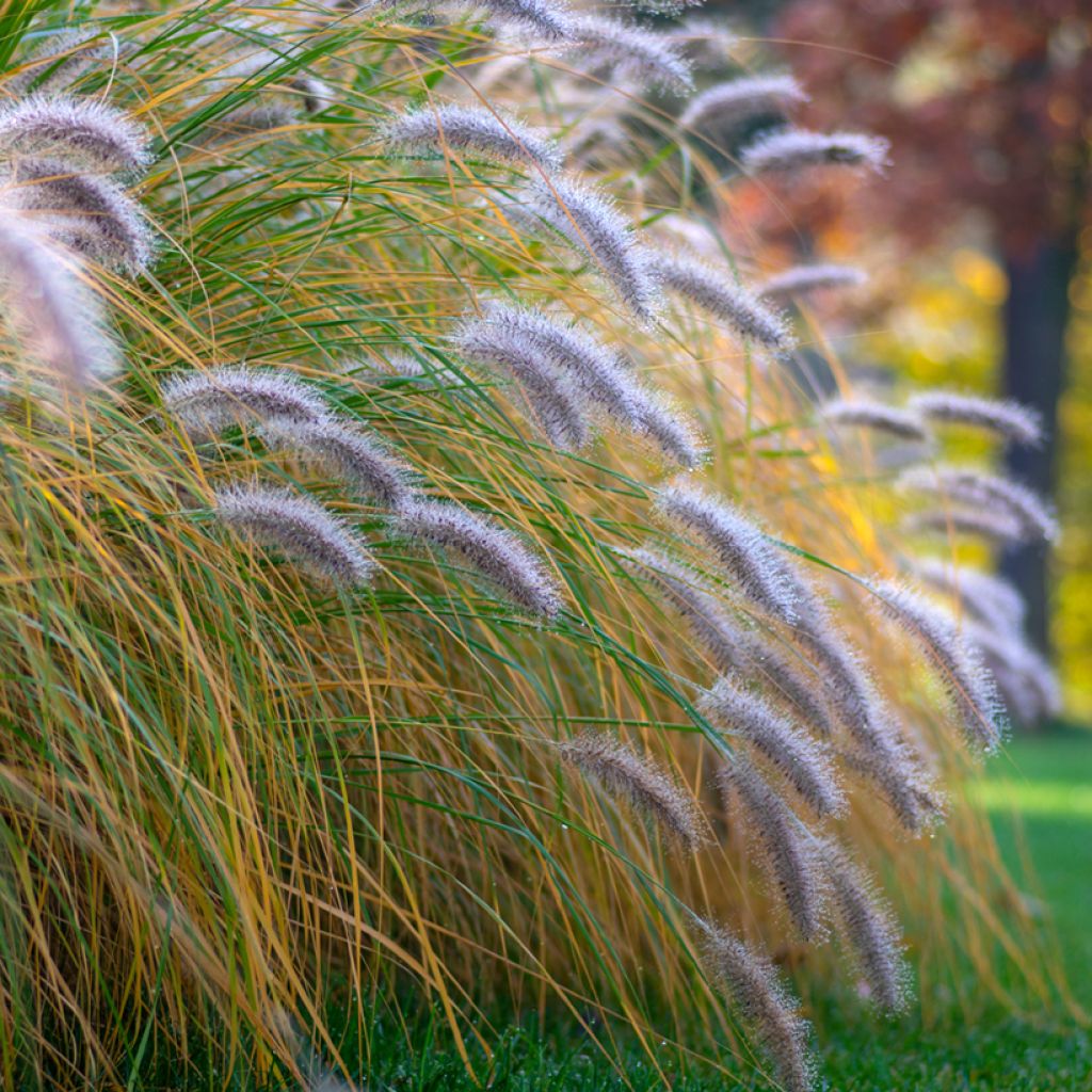 Pennisetum alopecuroides Hameln - Herbe aux écouvillons