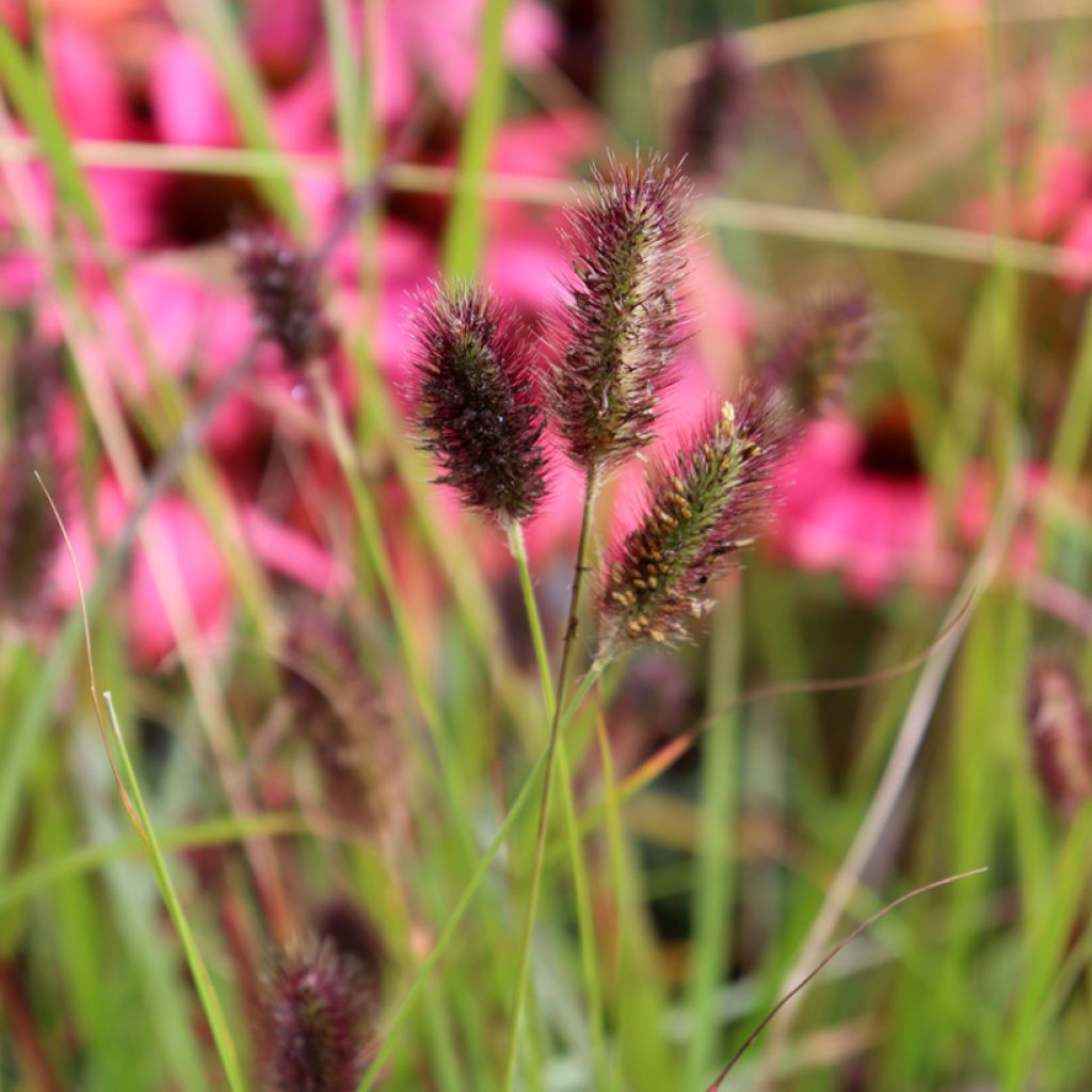 Pennisetum massaicum Red Button - Herbe aux écouvillons rouges 