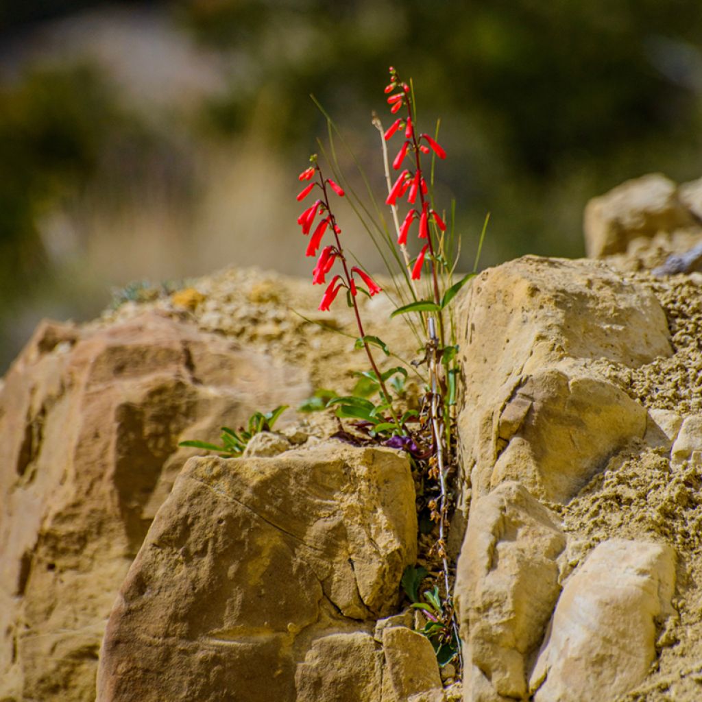 Penstemon eatonii - Penstémon d'Eaton, galane