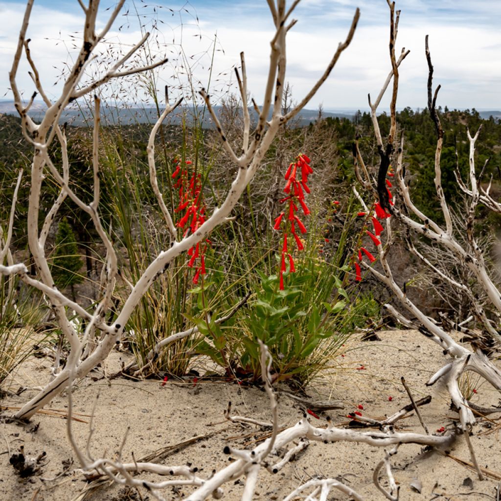 Penstemon eatonii - Penstémon d'Eaton, galane