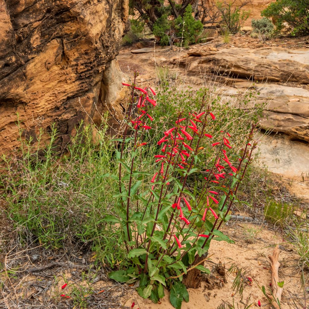 Penstemon eatonii - Penstémon d'Eaton, galane