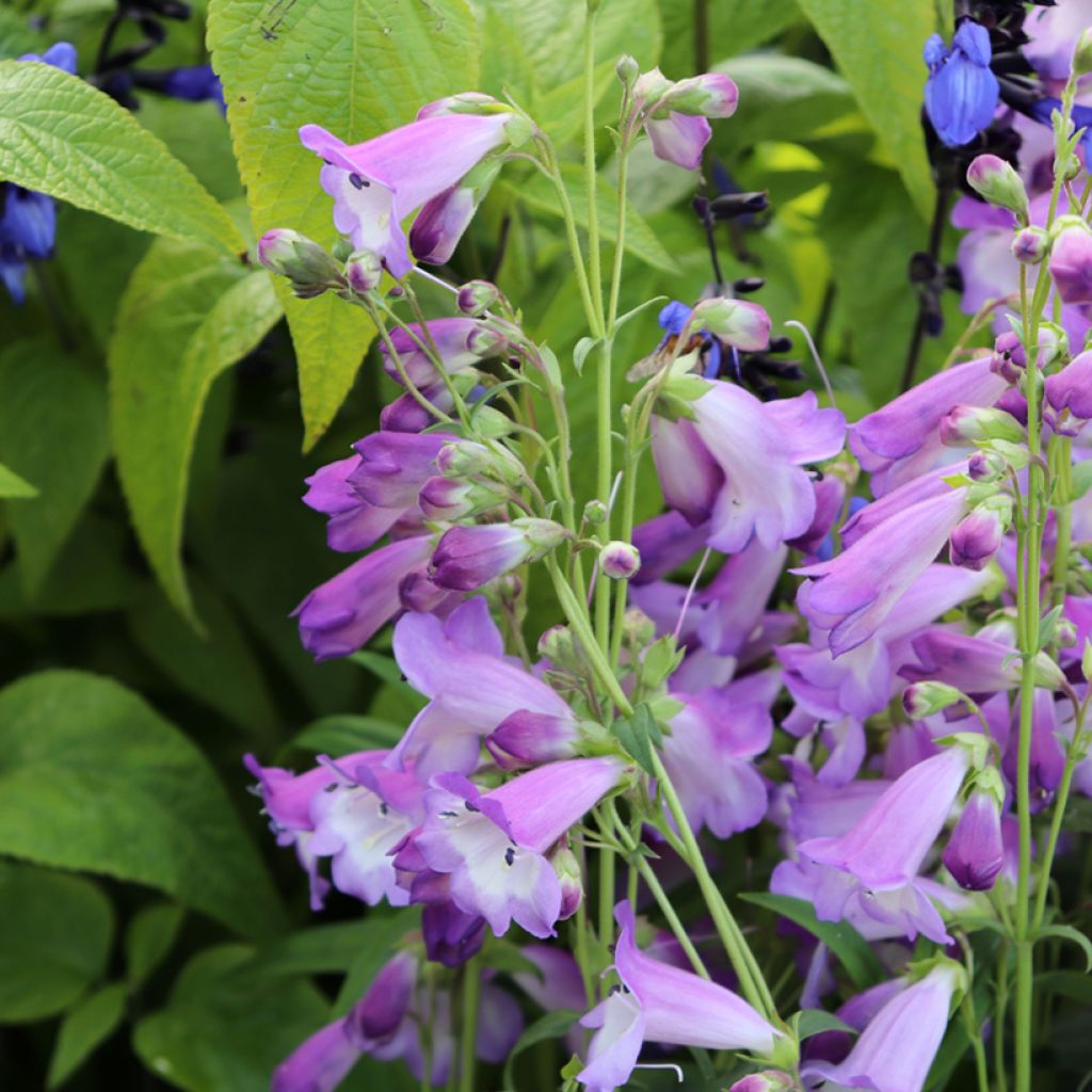 Penstemon hybride Alice Hindley - Galane