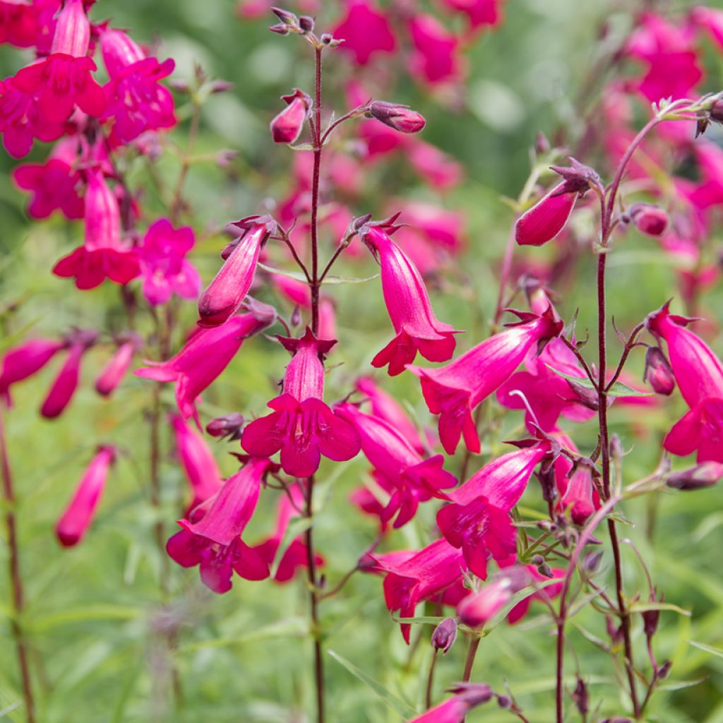 Penstemon hybride Garnet - Galane