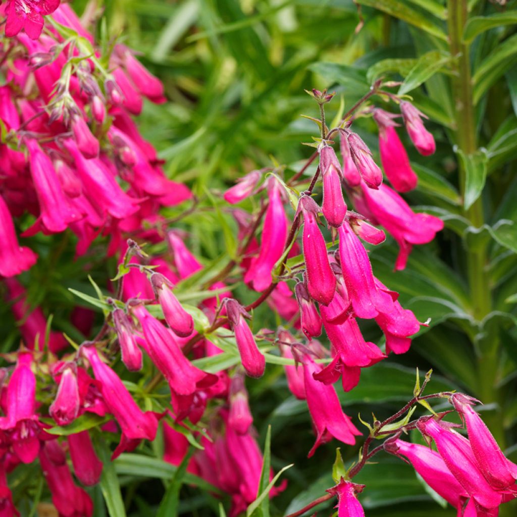 Penstemon hybride Garnet - Galane