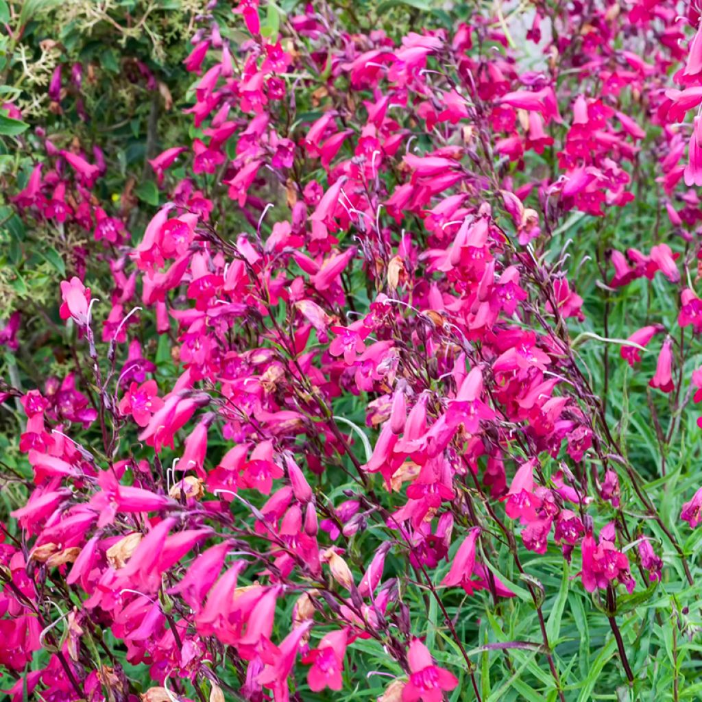 Penstemon hybride Garnet - Galane