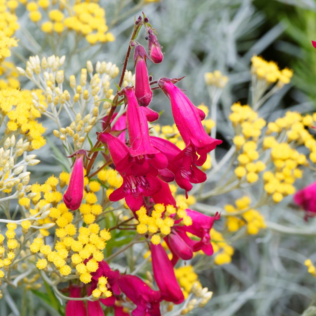 Penstemon hybride Garnet - Galane