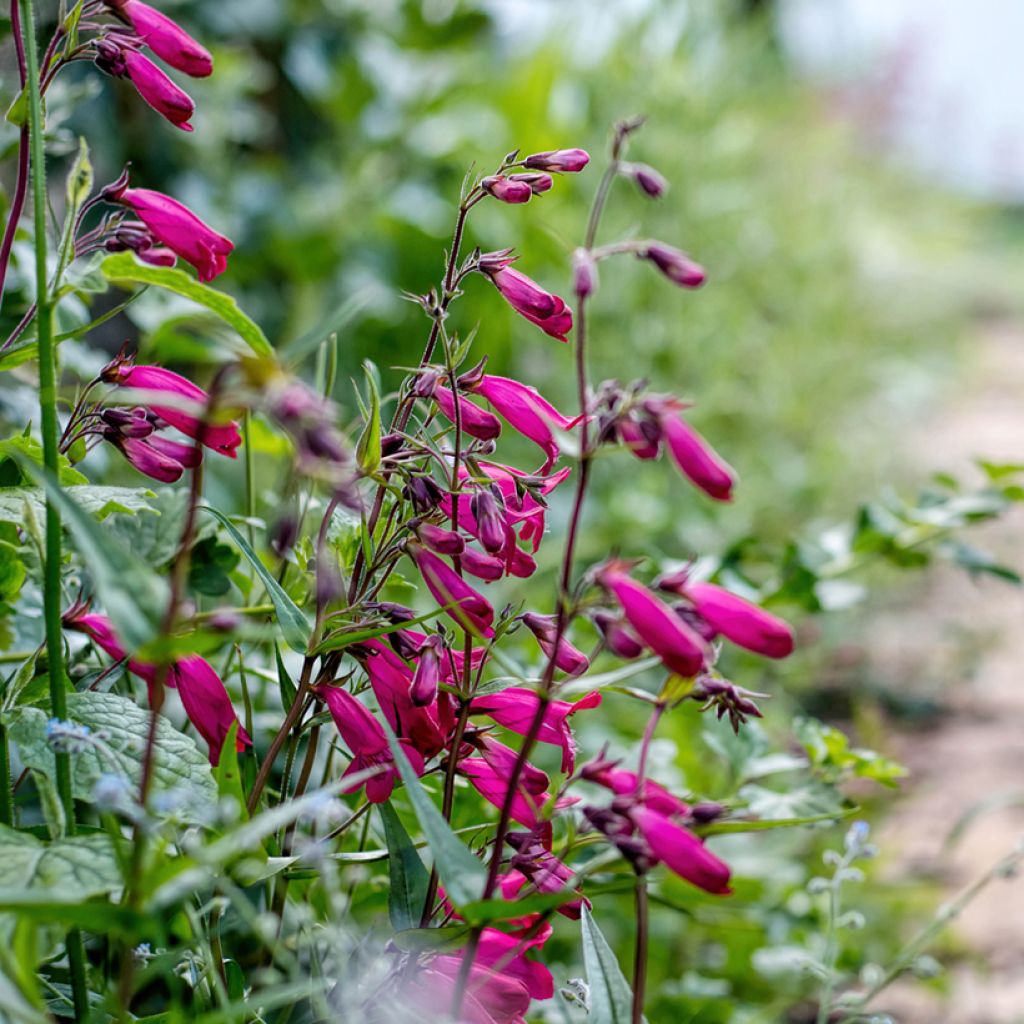 Penstemon hybride Garnet - Galane