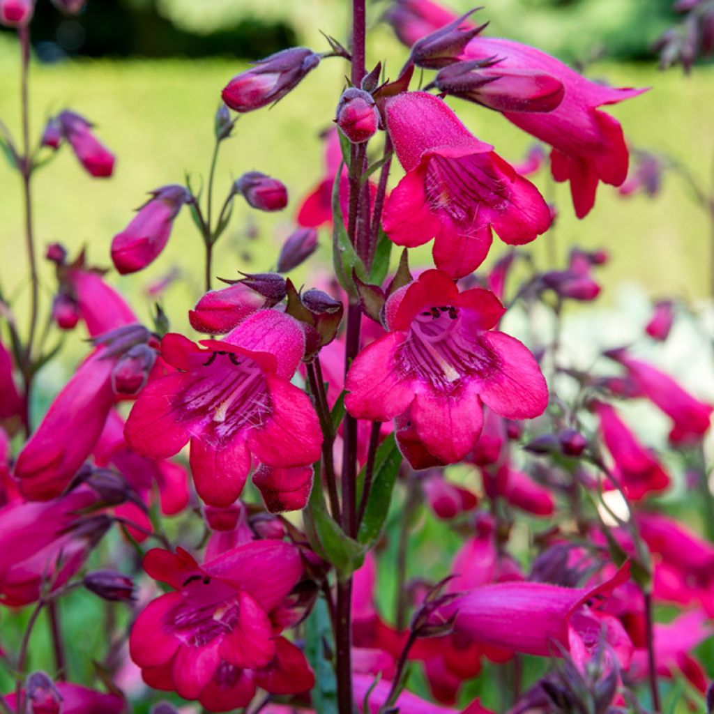 Penstemon hybride Schoenholzeri - Galane