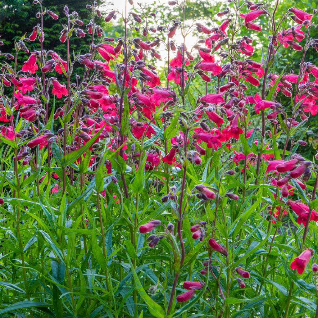 Penstemon hybride Schoenholzeri - Galane