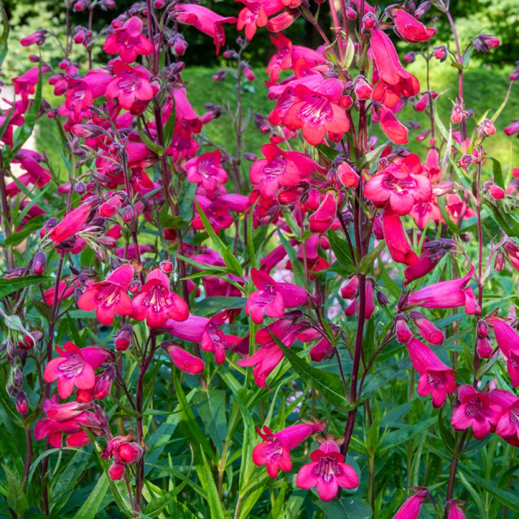 Penstemon hybride Schoenholzeri - Galane