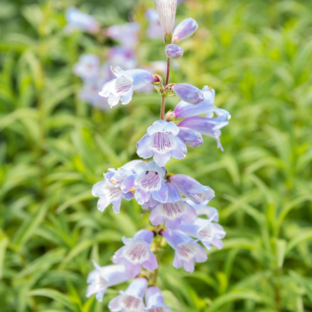 Penstemon hybride Sour Grapes - Galane