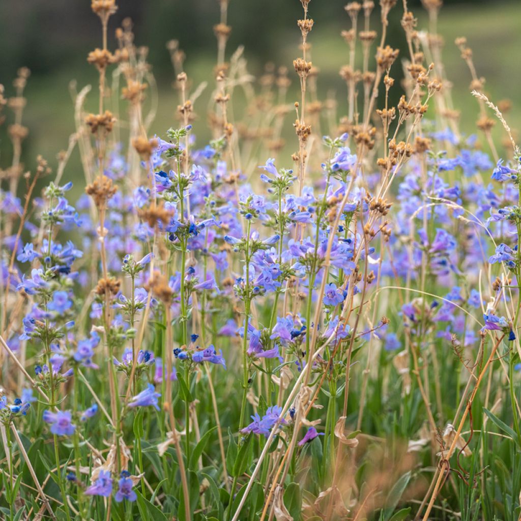 Penstemon virens - Galane